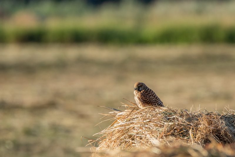 Faucon crécerelle sur un tas de paille